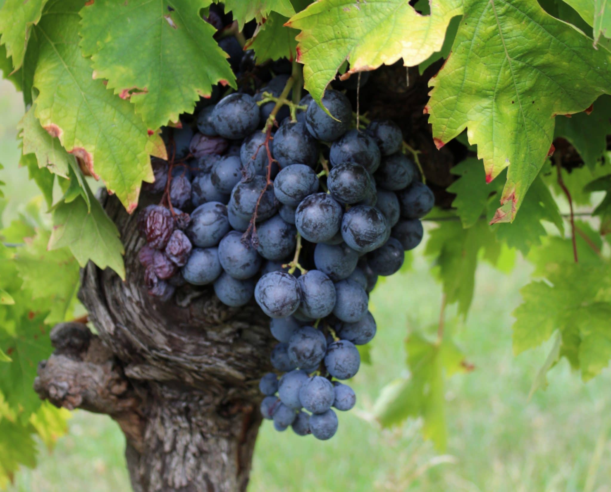 Grappe de raisin noir