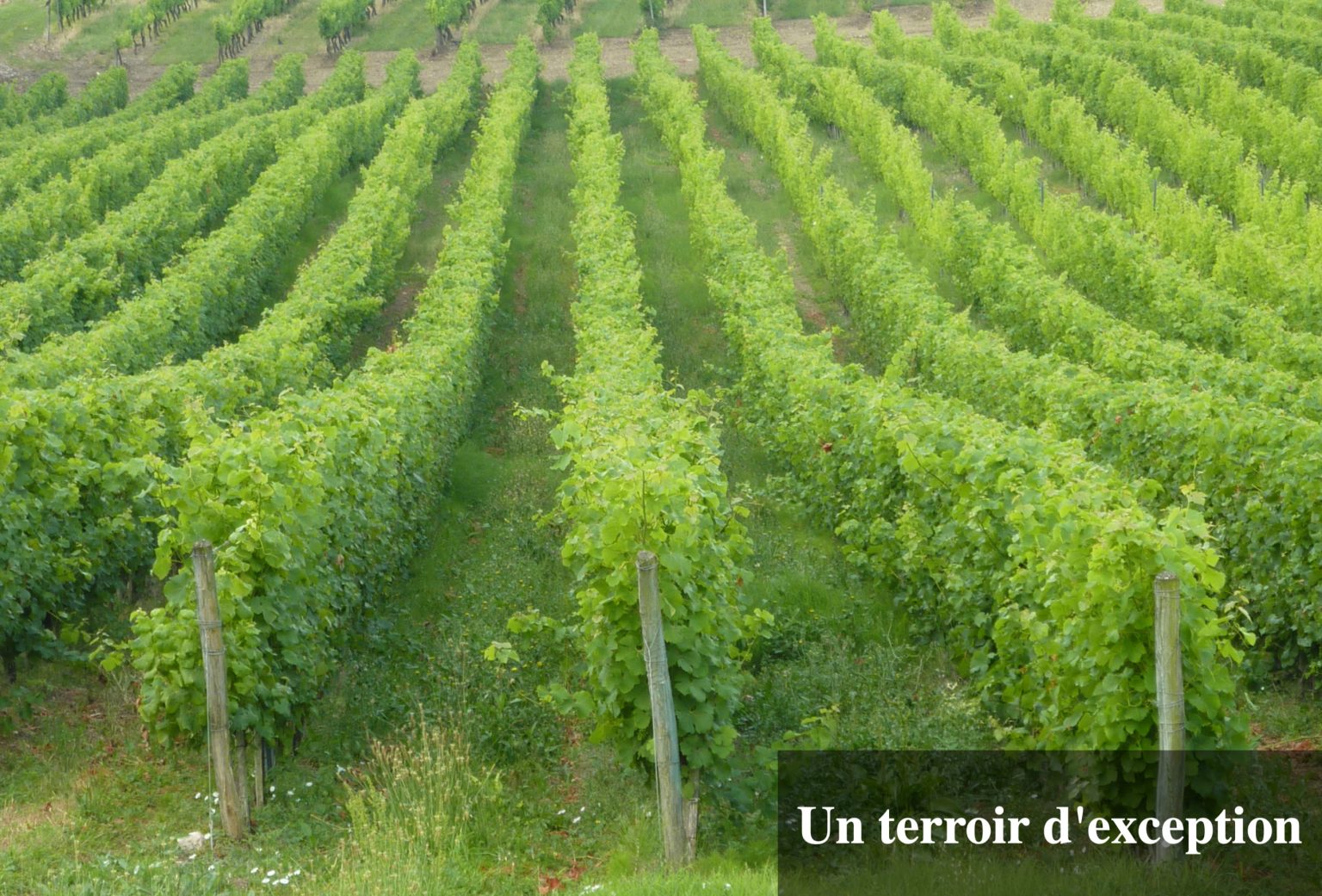 Un terroir d'exception